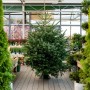 Nordmann Fir Real Christmas Tree – 6–8ft