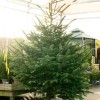 Nordmann Fir Real Christmas Tree – 6–8ft