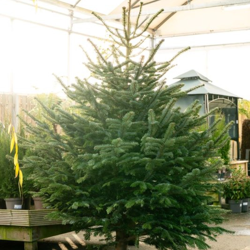 Nordmann Fir Real Christmas Tree – 6–8ft