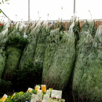 Nordmann Fir Real Christmas Tree – 6–8ft