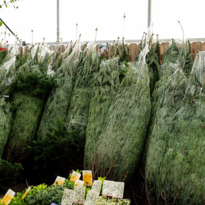 Nordmann Fir Real Christmas Tree – 6–8ft