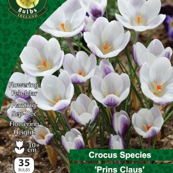 WC BULBS : CROCUS SPECIES PRINS CLAUS 35PK
