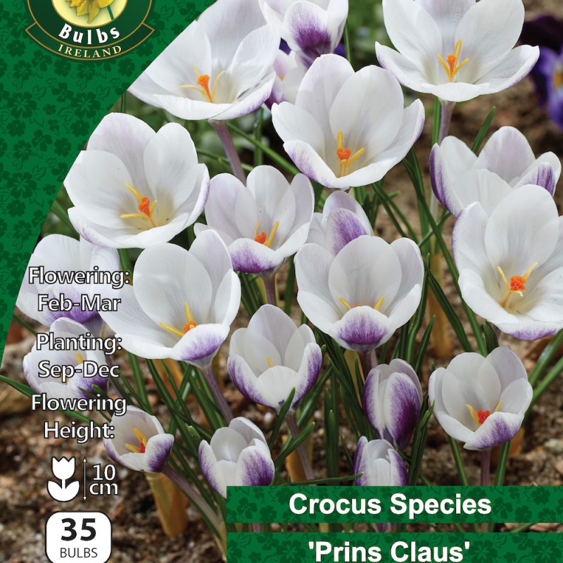WC BULBS : CROCUS SPECIES PRINS CLAUS 35PK