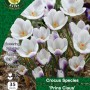 WC BULBS : CROCUS SPECIES PRINS CLAUS 35PK