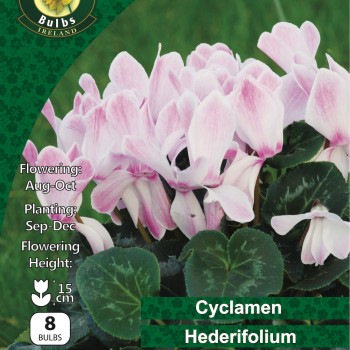 WC BULBS : CYCLAMEN HEDERIFOLIUM 8PK