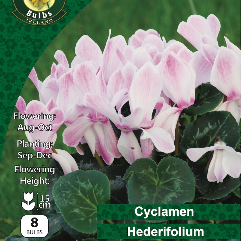 WC BULBS : CYCLAMEN HEDERIFOLIUM 8PK