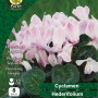 WC BULBS : CYCLAMEN HEDERIFOLIUM 8PK