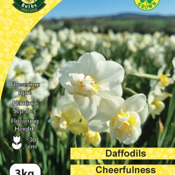 WC BULBS : DAFFODILS 3KG CHEERFULNESS