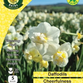 WC BULBS : DAFFODIL CHEERFULNESS 5PK