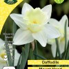 WC BULBS : DAFFODIL 3KG : WHITE MOUNT HOOD