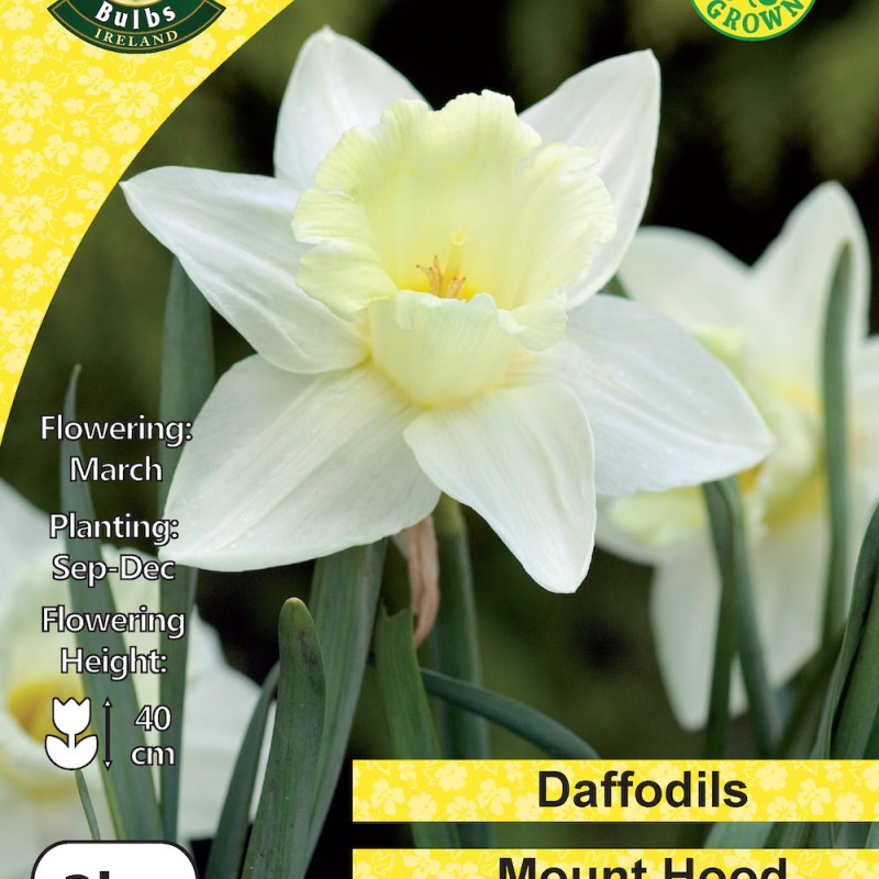 WC BULBS : DAFFODIL 3KG : WHITE MOUNT HOOD