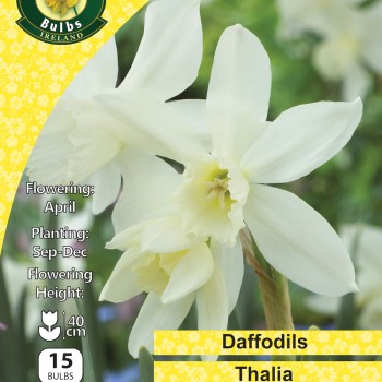 WC BULBS : DAFFODIL TRIANDRUS THALIA 15PK