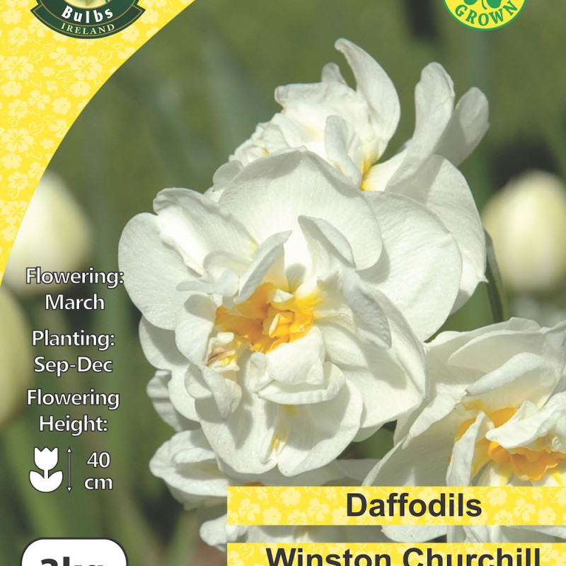 WC BULBS : DAFFODIL 3KG DOUBLE WINSTON CHURCHHILL