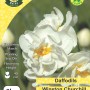 WC BULBS : DAFFODIL 3KG DOUBLE WINSTON CHURCHHILL