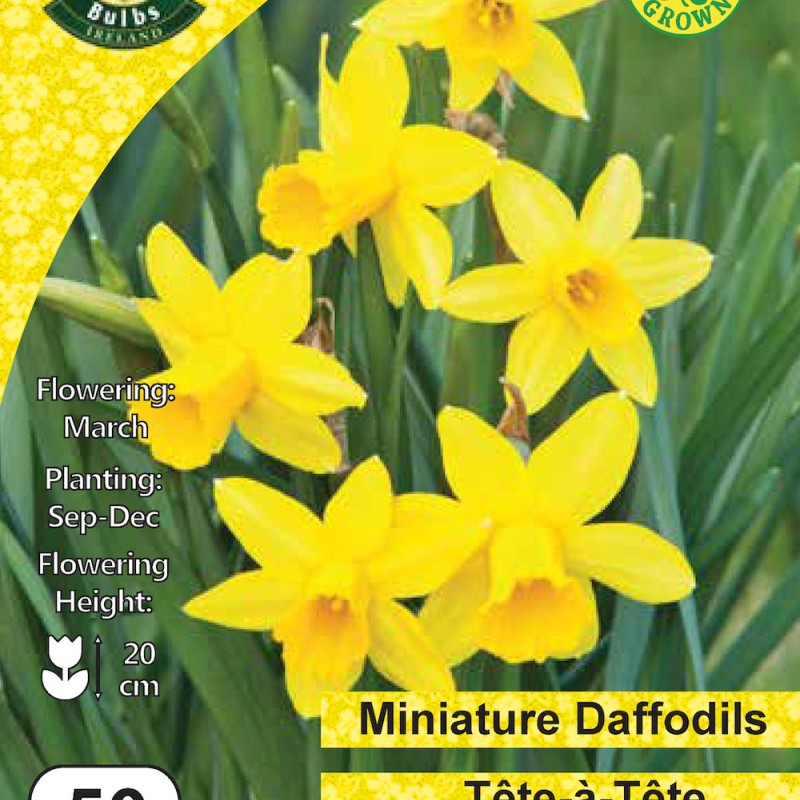 WC BULBS : DAFFODIL TETE A TETE 50PK
