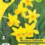 WC BULBS : DAFFODIL TETE A TETE 50PK