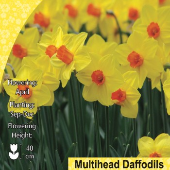WC BULBS : DAFFODIL 3KG : MULTIFLOWER MARTINETTE