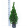 Garden Hedging - Thuja Occ. 'SMARAGD'* 80-100cm C4