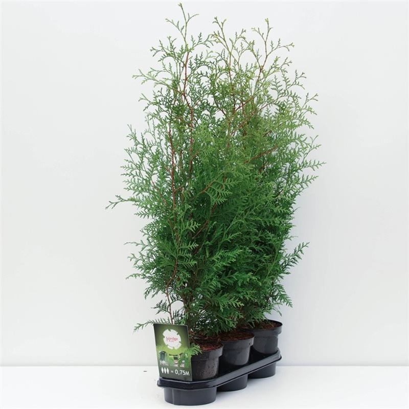 Garden Hedging - Thuja Occ. 'BRABANT' 80-100cm C4