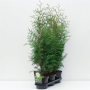 Garden Hedging - Thuja Occ. 'BRABANT' 80-100cm C4