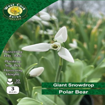 WC BULBS : GIANT SNOWDROP POLAR BEAR 3PK