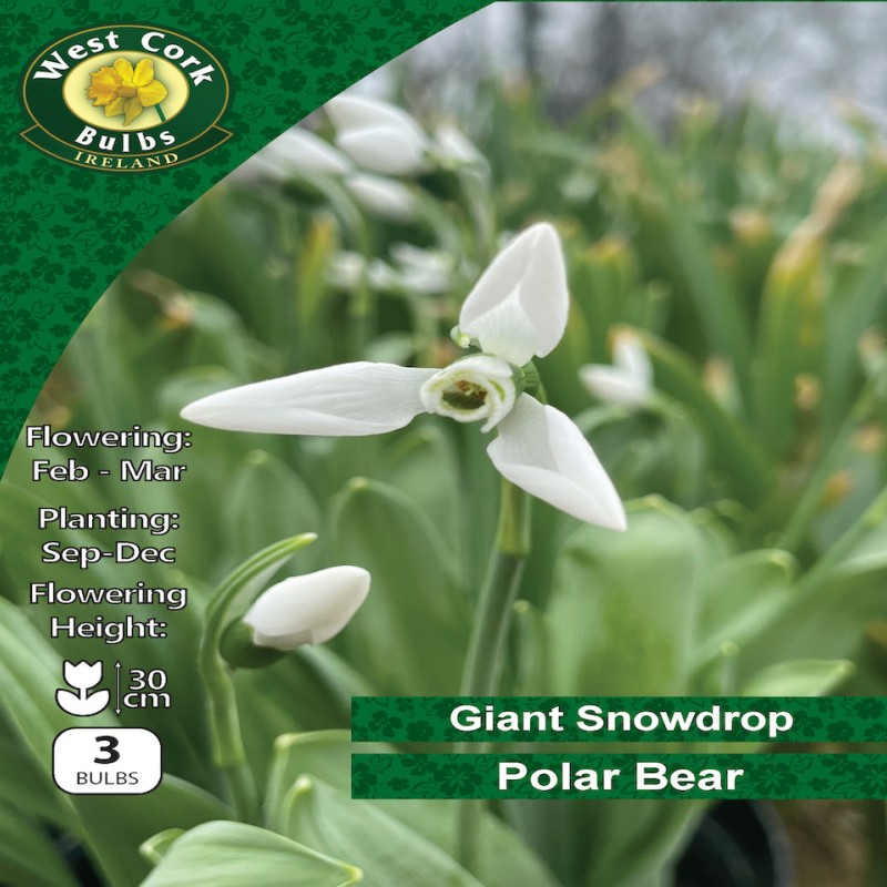 WC BULBS : GIANT SNOWDROP POLAR BEAR 3PK