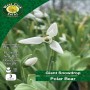 WC BULBS : GIANT SNOWDROP POLAR BEAR 3PK
