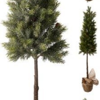 PINETREE BURLAP POT 106CM ASSORTED DESIGN