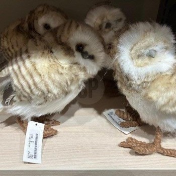 OWL STANDING 23CM ASSORTED BROWN