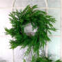 LOTUS: XMAS CEDAR PINE WREATH