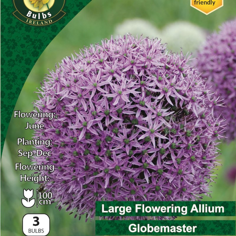 WC BULBS : ALLIUM GLOBEMASTER 3PK