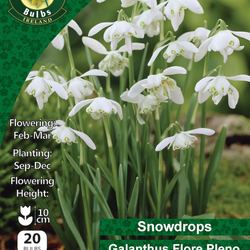 WC BULBS : GALANTHUS FLORER PLENO 20PK
