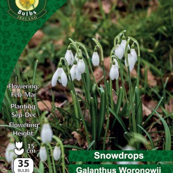 WC BULBS : GALANTHUS WORONOWII 35PK