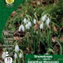 WC BULBS : GALANTHUS WORONOWII 35PK