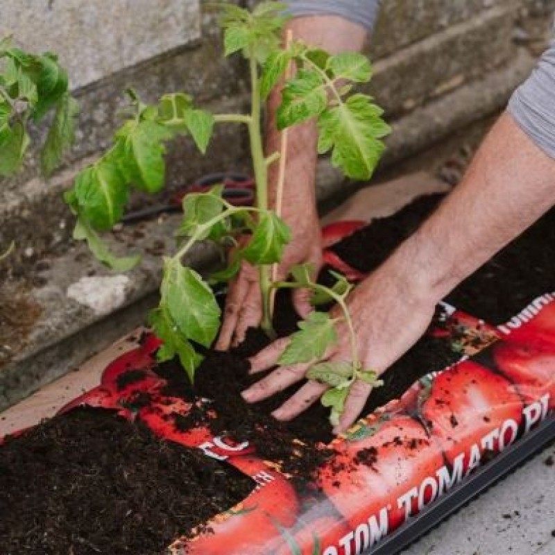 Westland Big Tom Peat Free Tomato Grow Bag 55L