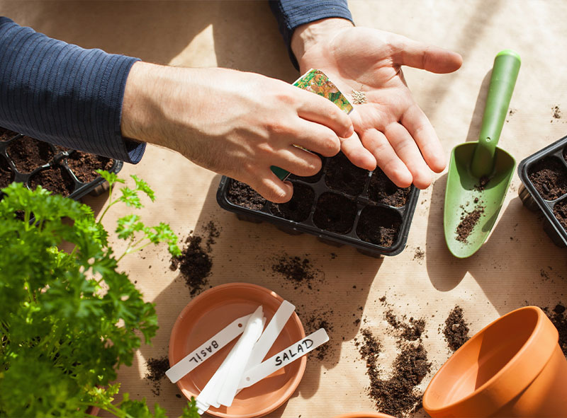 Plants, Seeds and Compost