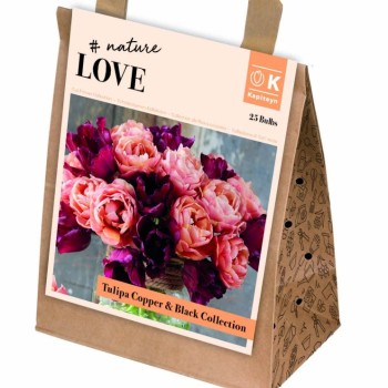 KB : TULIPA BOUQUET COPPER BLACK  25PK