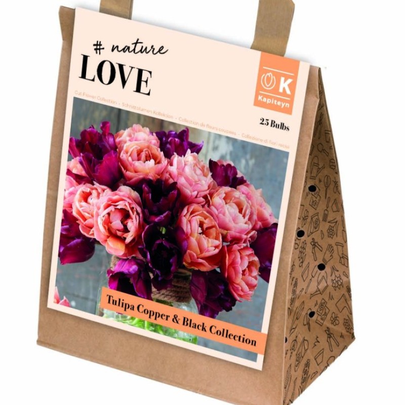 KB : TULIPA BOUQUET COPPER BLACK  25PK