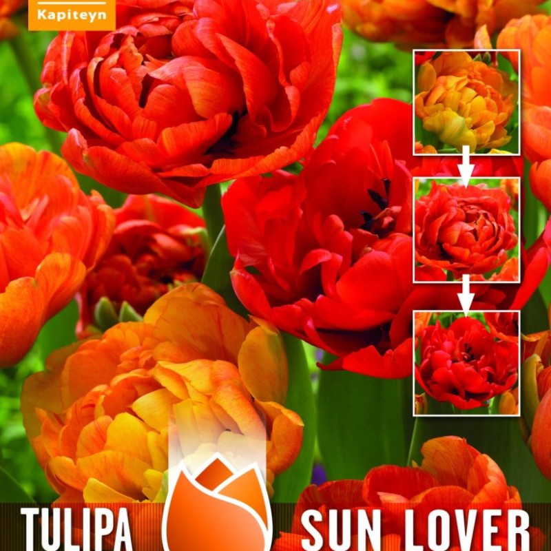 TULIP DOUBLE SUNLOVER - Chameleon Tulip