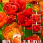 TULIP DOUBLE SUNLOVER - Chameleon Tulip