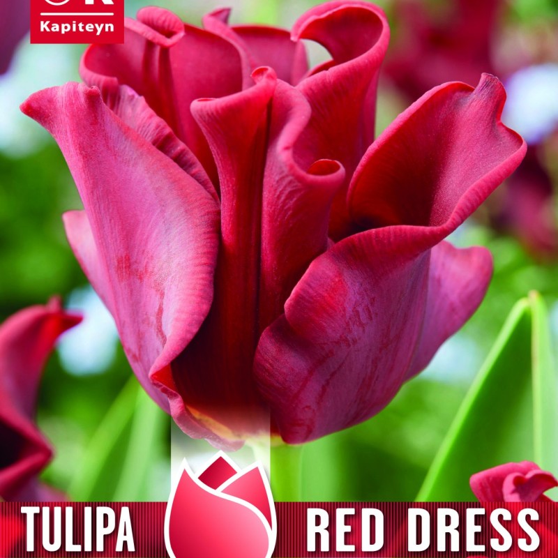 TULIP CORONET RED DRESS - Crown Tulip