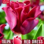 TULIP CORONET RED DRESS - Crown Tulip