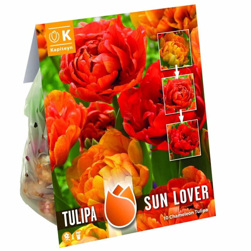 TULIP DOUBLE SUNLOVER - Chameleon Tulip