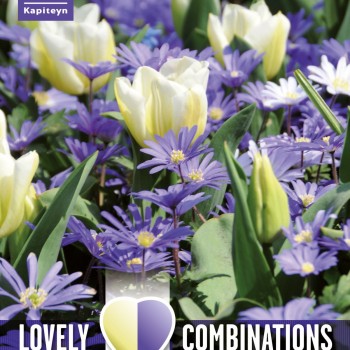 KB : COMBI ANEMONE BLUE & TULIP WHITE 15PK BULB