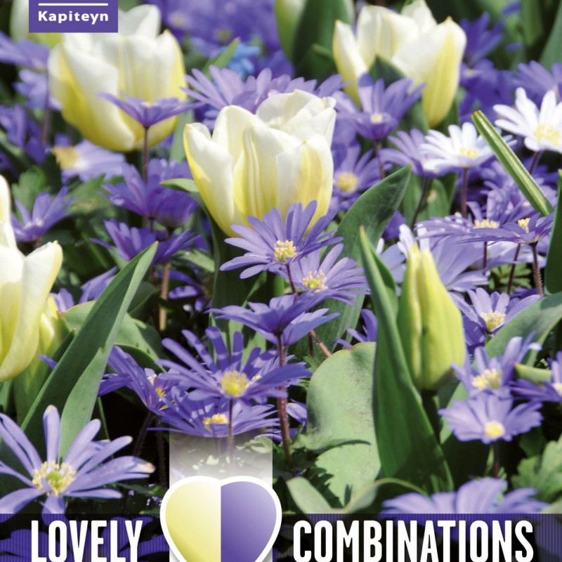 KB : COMBI ANEMONE BLUE & TULIP WHITE 15PK BULB