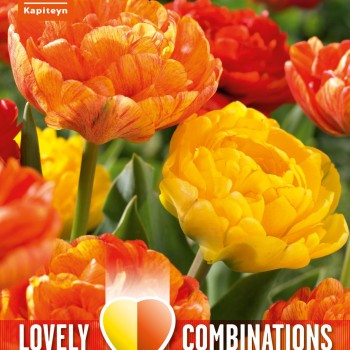 COMBI TULIP DUOPACK DOUBLE YELLOW AND ORANGE