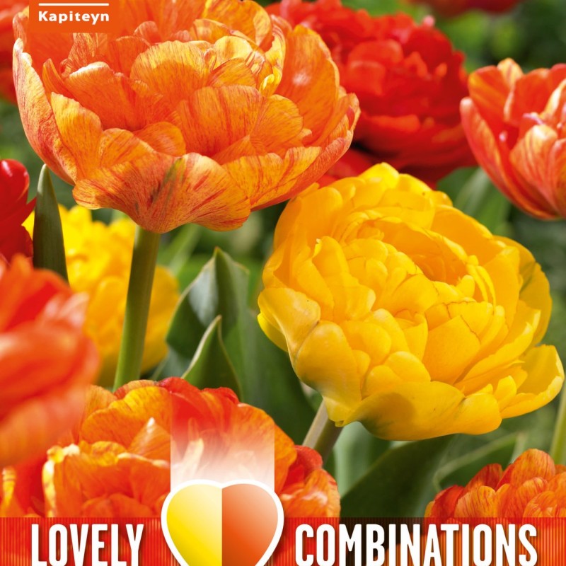 COMBI TULIP DUOPACK DOUBLE YELLOW AND ORANGE