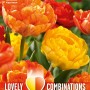 COMBI TULIP DUOPACK DOUBLE YELLOW AND ORANGE