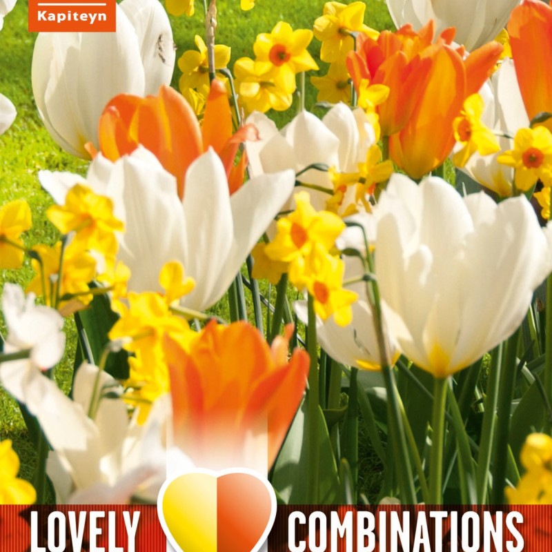 COMBI TULIP ORANGE/WHITE & NARCIS YELLOW/ORANGE