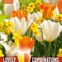 COMBI TULIP ORANGE/WHITE & NARCIS YELLOW/ORANGE